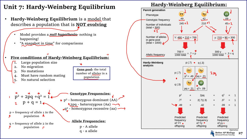 L4- Hardy Weinberg Equilibrium
